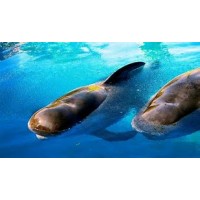 seaworldentertainment.com